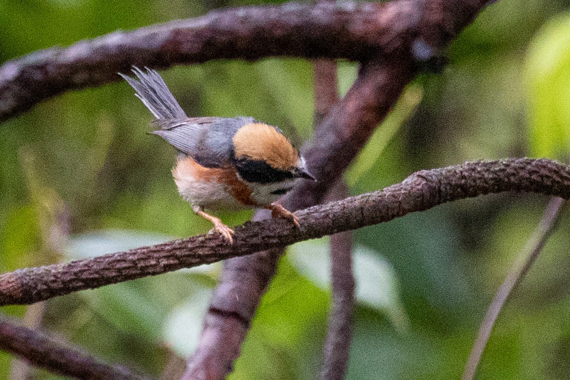 Black-throated Tit (Black-throated) - ML621972196