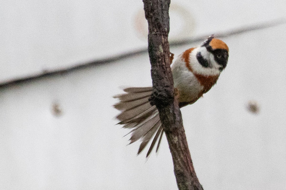 Black-throated Tit (Black-throated) - ML621972200