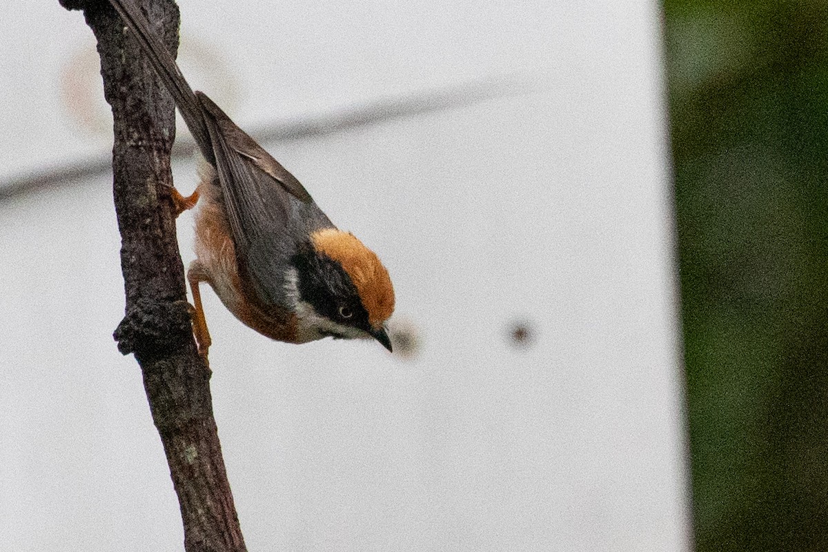 Black-throated Tit (Black-throated) - ML621972210