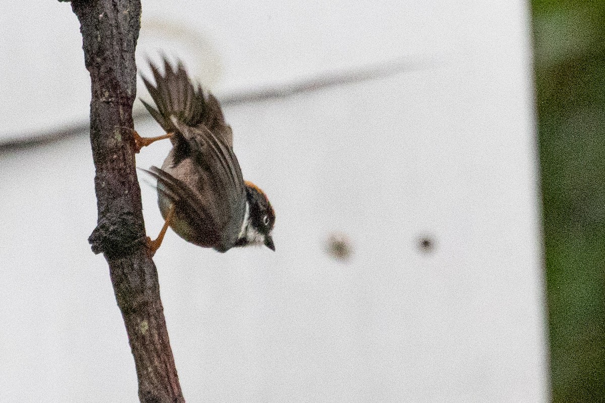 Black-throated Tit (Black-throated) - ML621972212