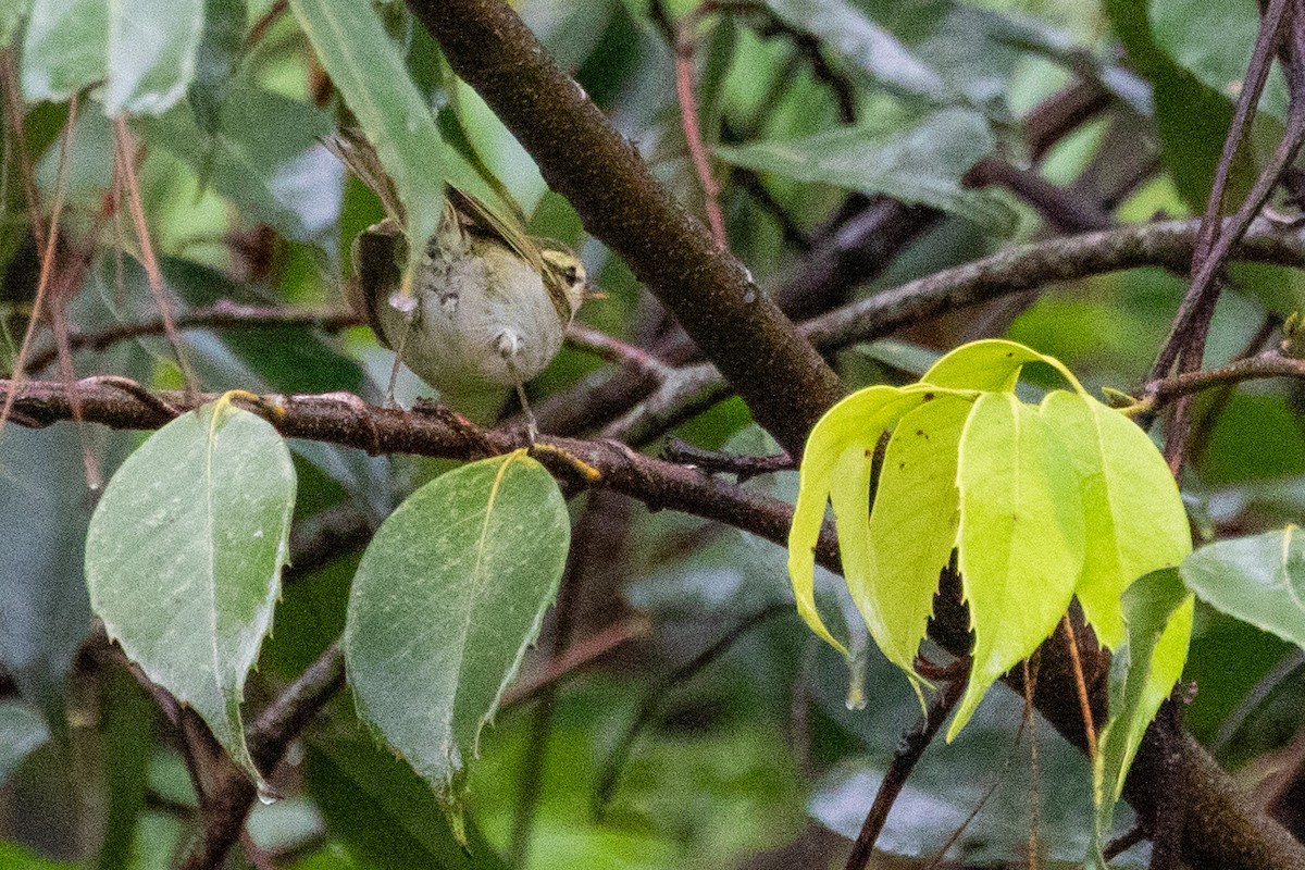 Davison's Leaf Warbler - Sue Wright