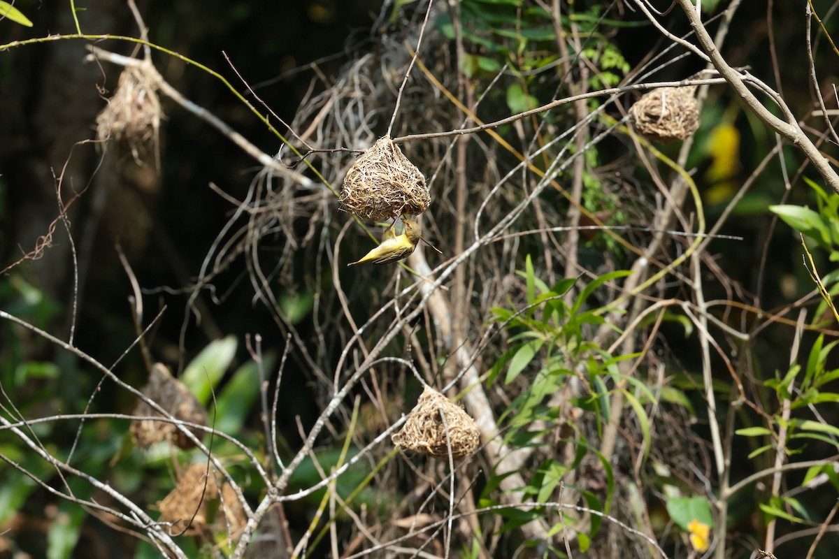 Golden-backed Weaver - Michael D Gumert