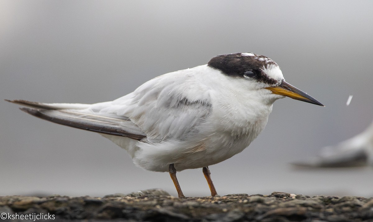 Saunders's Tern - ML621972264