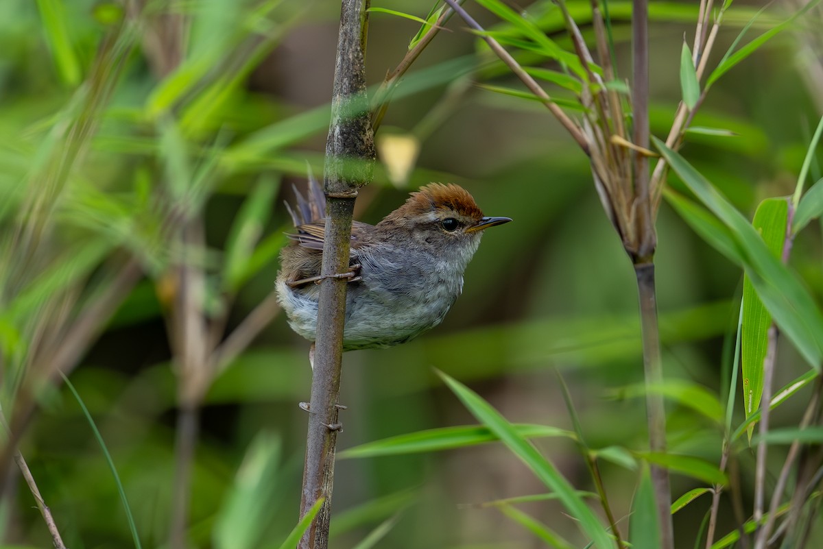 Gray-sided Bush Warbler - ML621972286