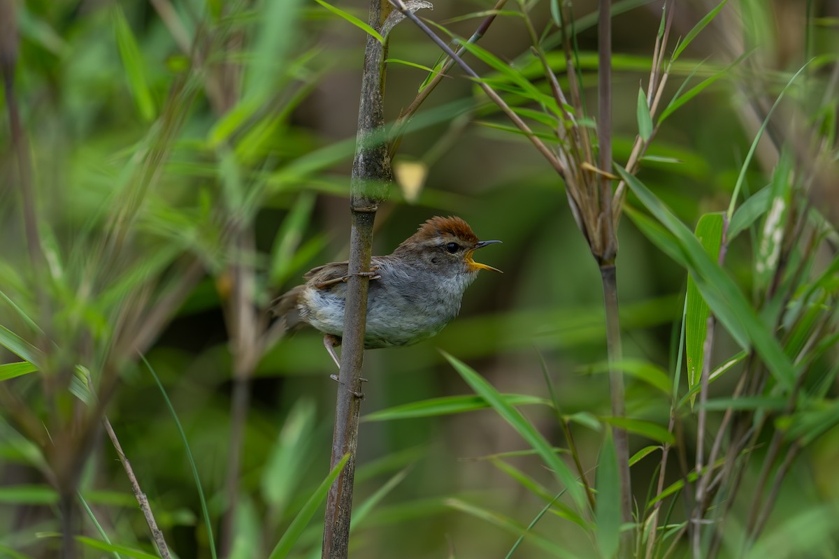 Gray-sided Bush Warbler - ML621972287