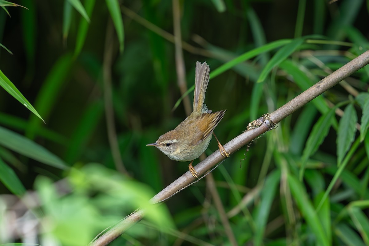 Hume's Bush Warbler - ML621972391