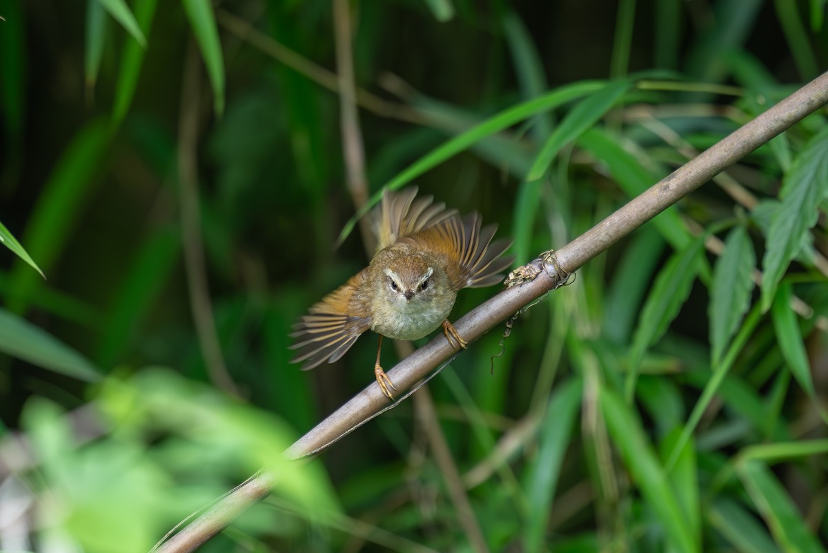 Hume's Bush Warbler - ML621972392