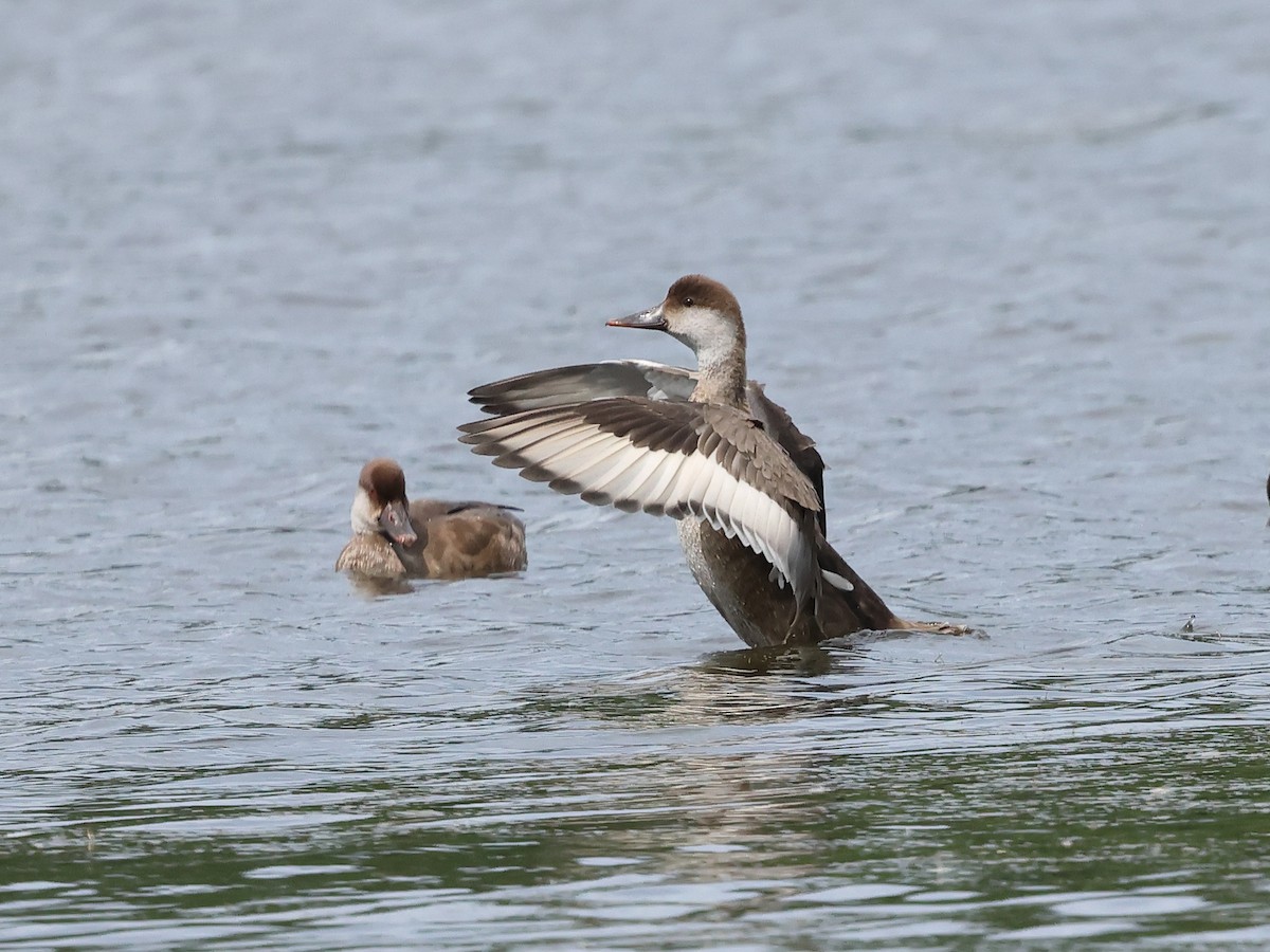 Red-crested Pochard - ML621972406