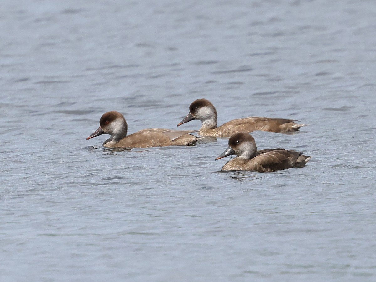 Red-crested Pochard - ML621972407