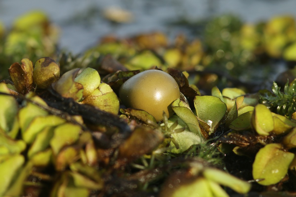 Pheasant-tailed Jacana - ML621972466