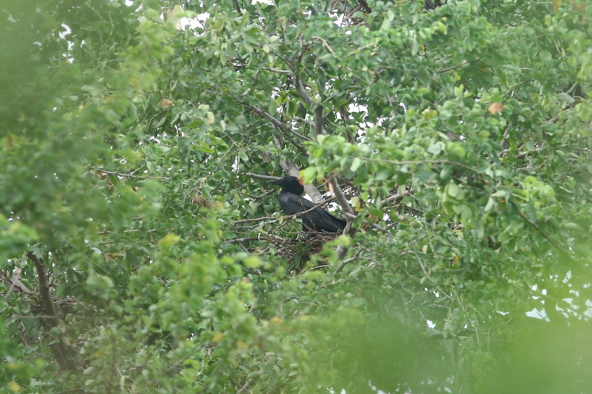 Little Cormorant - Woraphot Bunkhwamdi