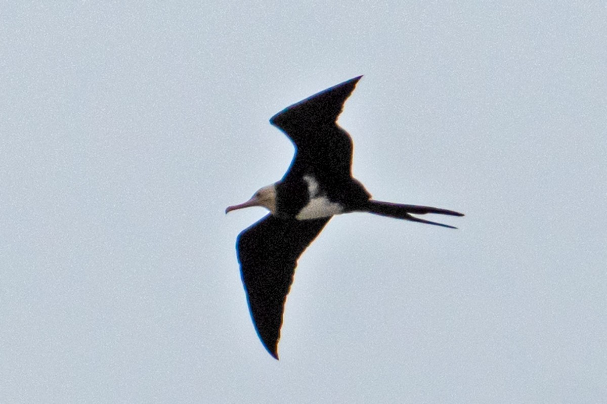Lesser Frigatebird - ML621972492