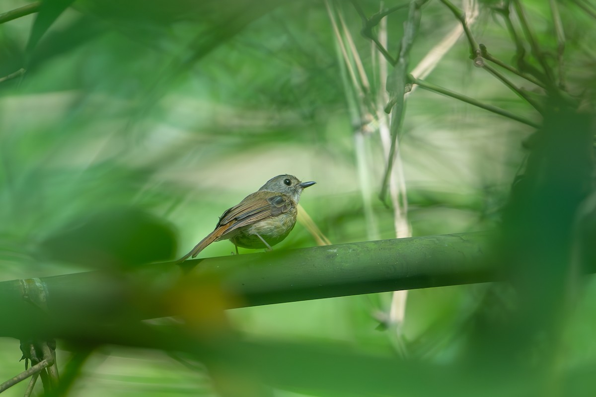 Pale-chinned Flycatcher - ML621972520