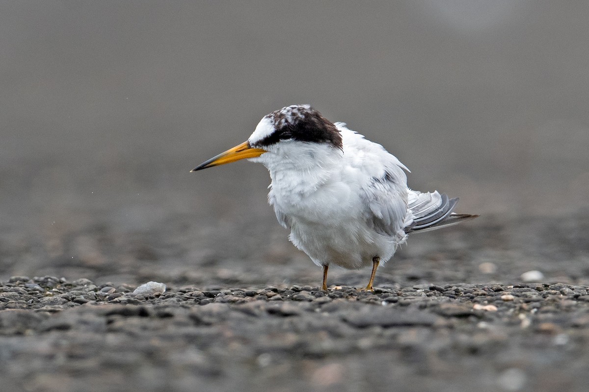 Saunders's Tern - ML621972525