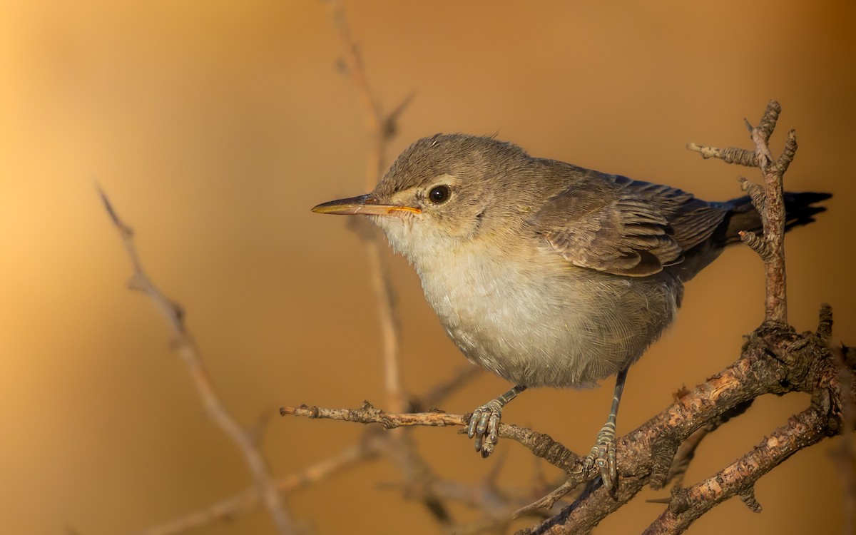 Upcher's Warbler - ML621972705