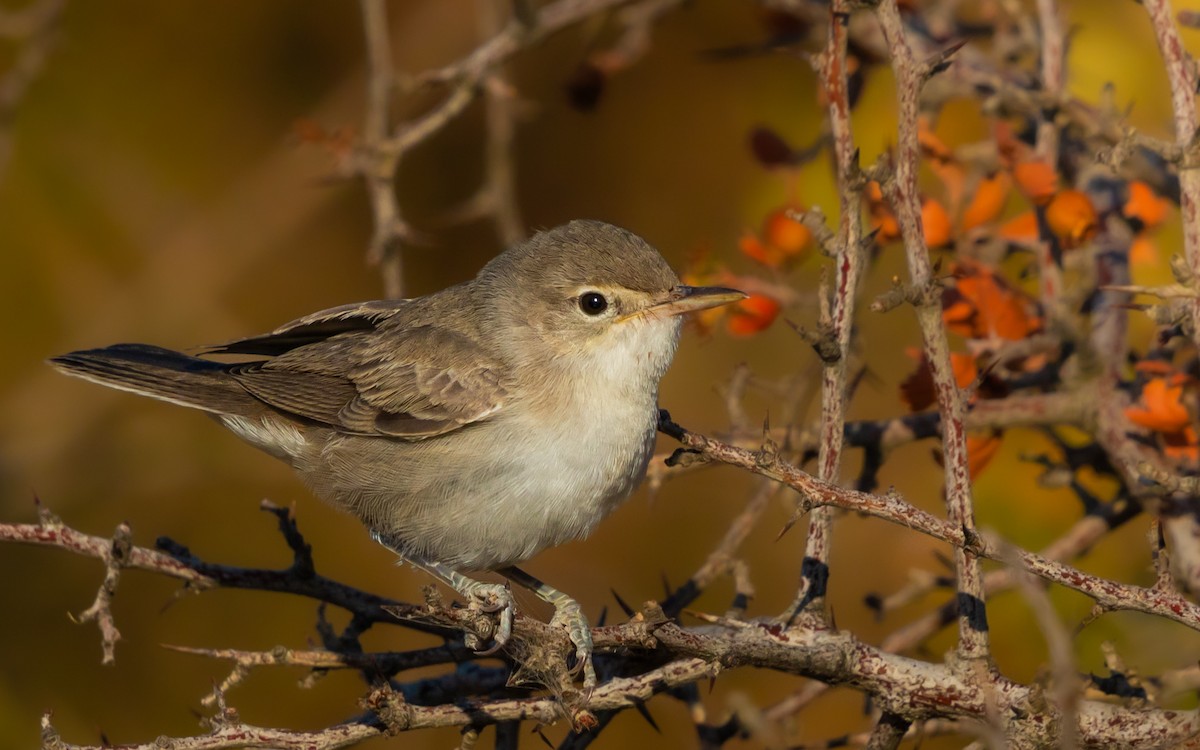 Upcher's Warbler - ML621972706