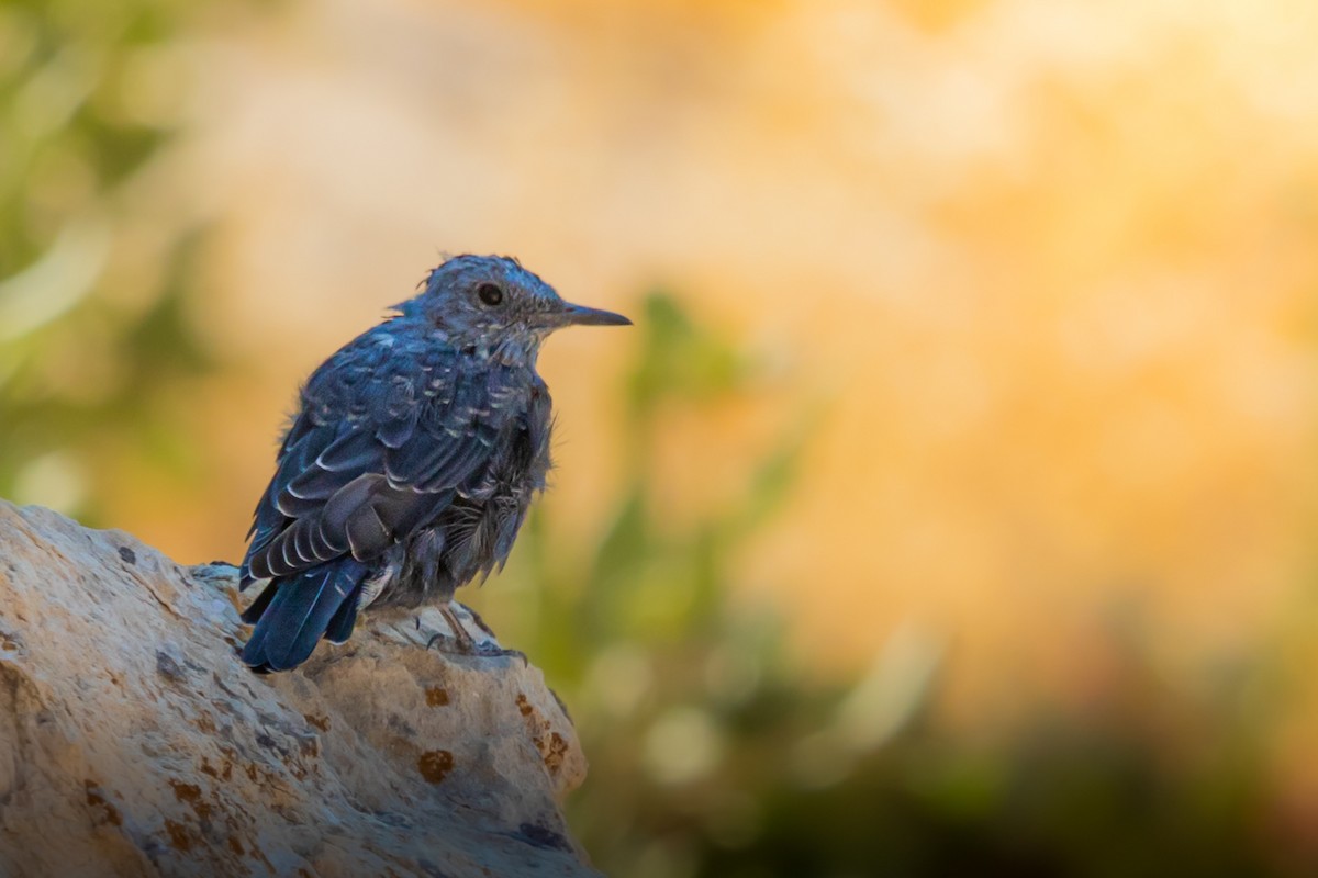 Blue Rock-Thrush - ML621972714