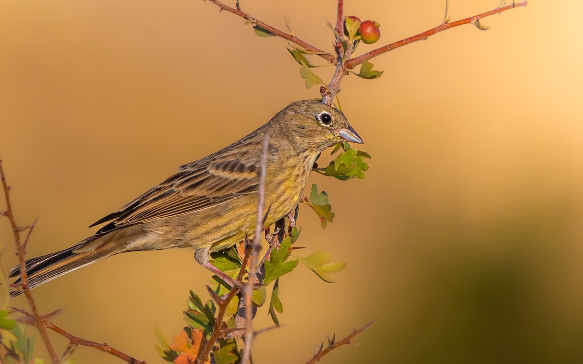 Cinereous Bunting - ML621972717