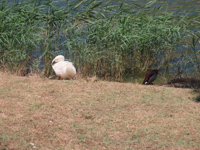 Muscovy Duck (Domestic type) - Jerome Schwartz