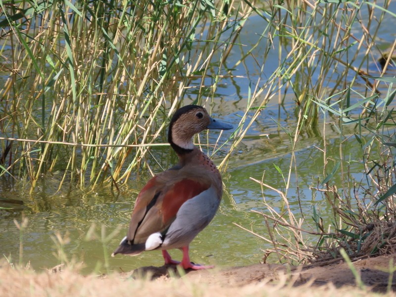 Ringed Teal - Jerome Schwartz