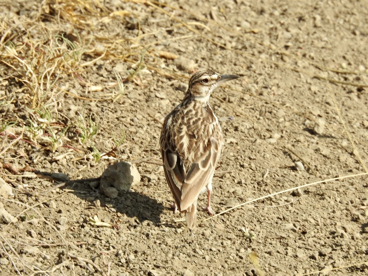 Short-tailed Lark - ML621972863