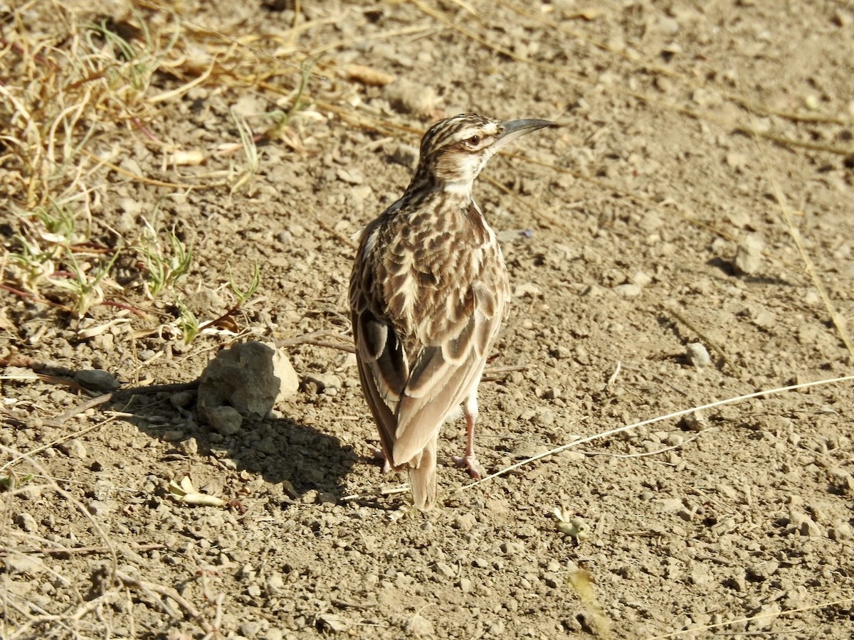 Short-tailed Lark - ML621972864