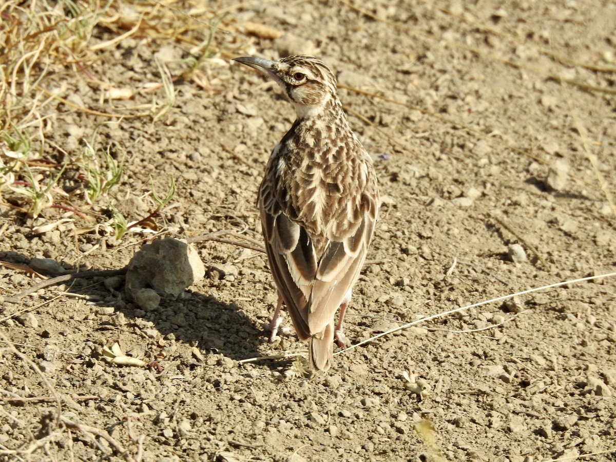 Short-tailed Lark - ML621972865