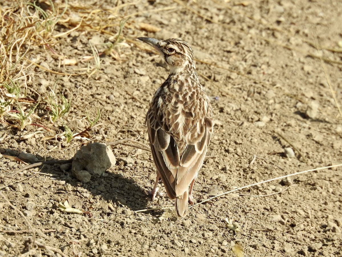 Short-tailed Lark - ML621972866