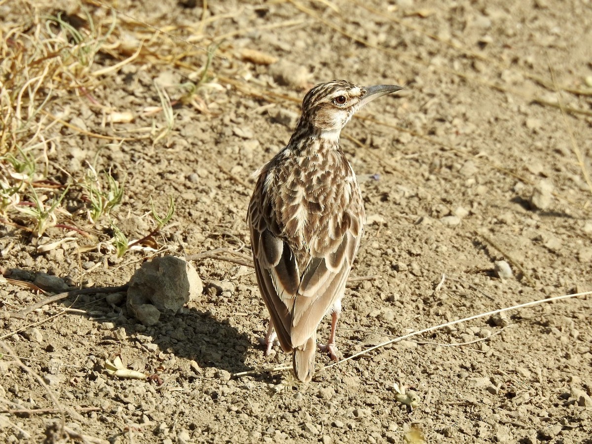 Short-tailed Lark - ML621972867