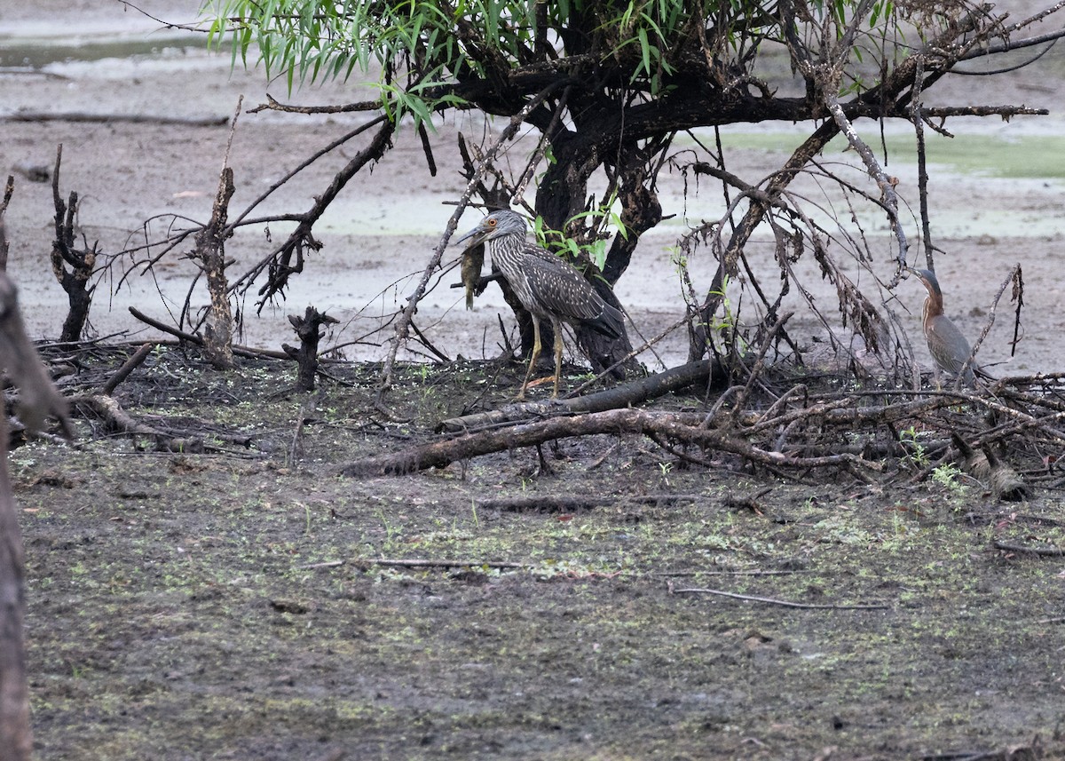 Yellow-crowned Night Heron - ML621972869