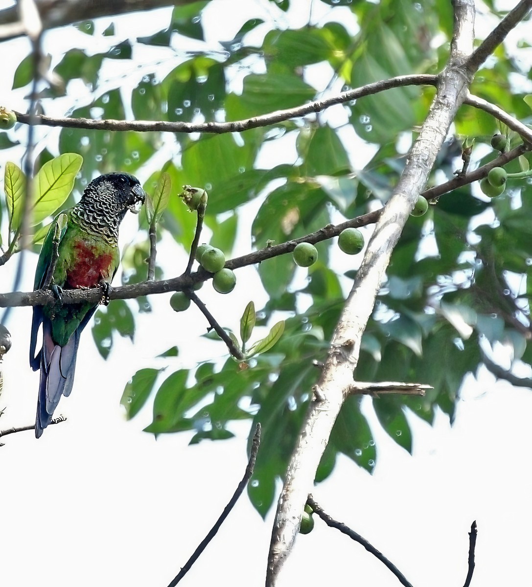 Bonaparte's Parakeet - ML621972880