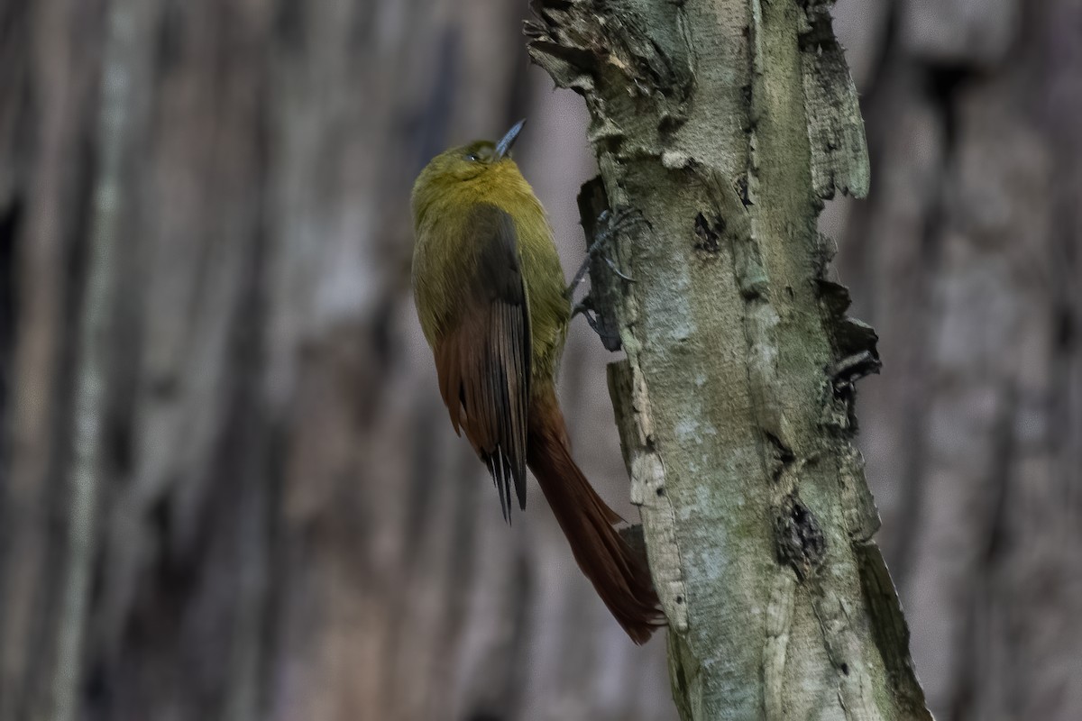 Olivaceous Woodcreeper - ML621972892