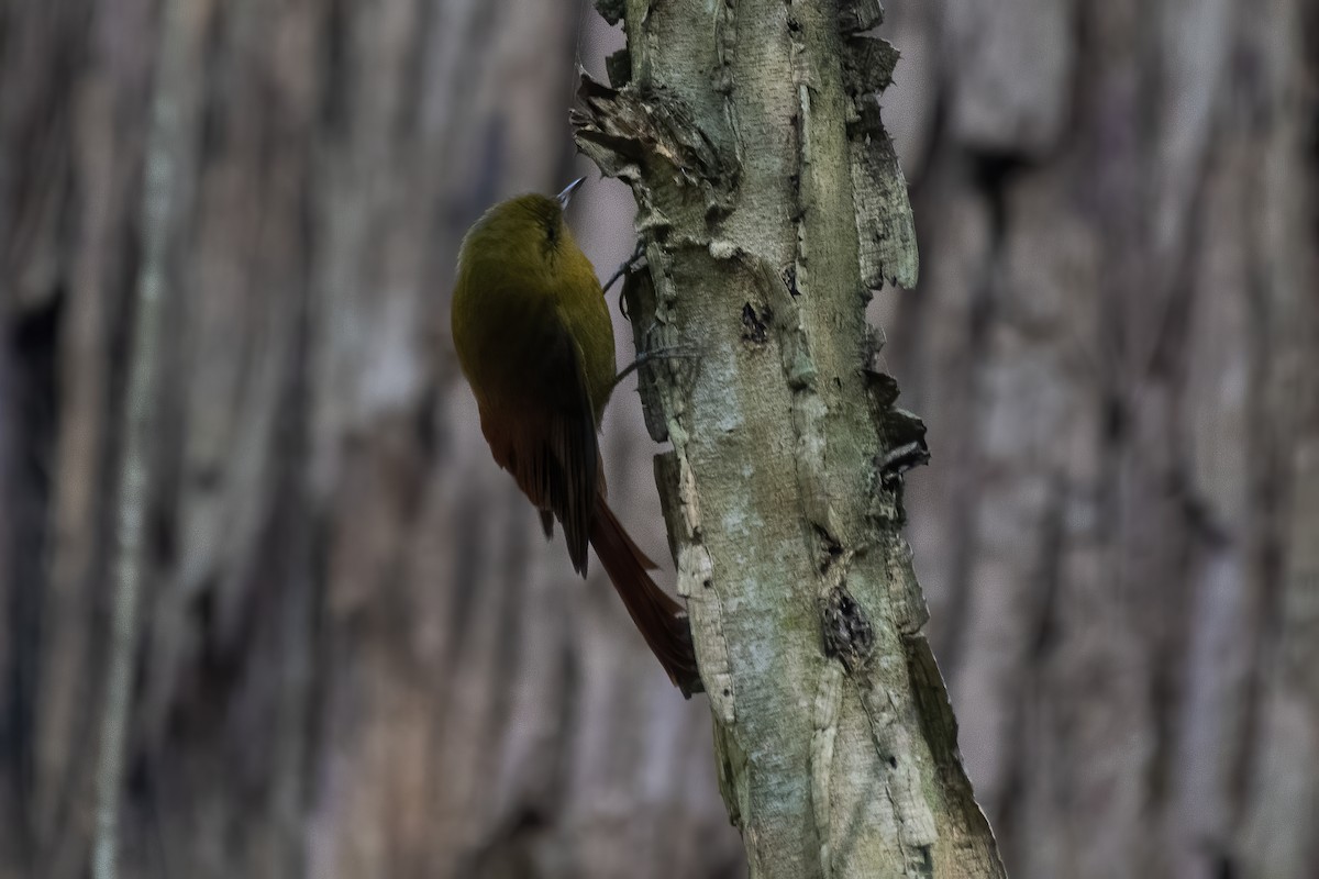 Olivaceous Woodcreeper - ML621972893