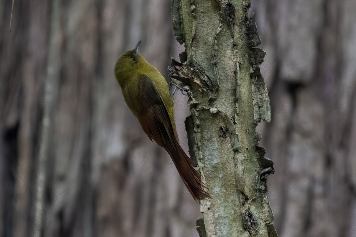 Olivaceous Woodcreeper - ML621972894