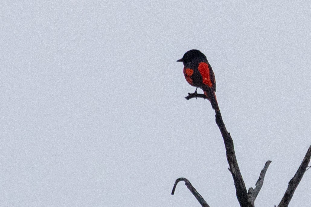 Scarlet Minivet (Scarlet) - Sue Wright