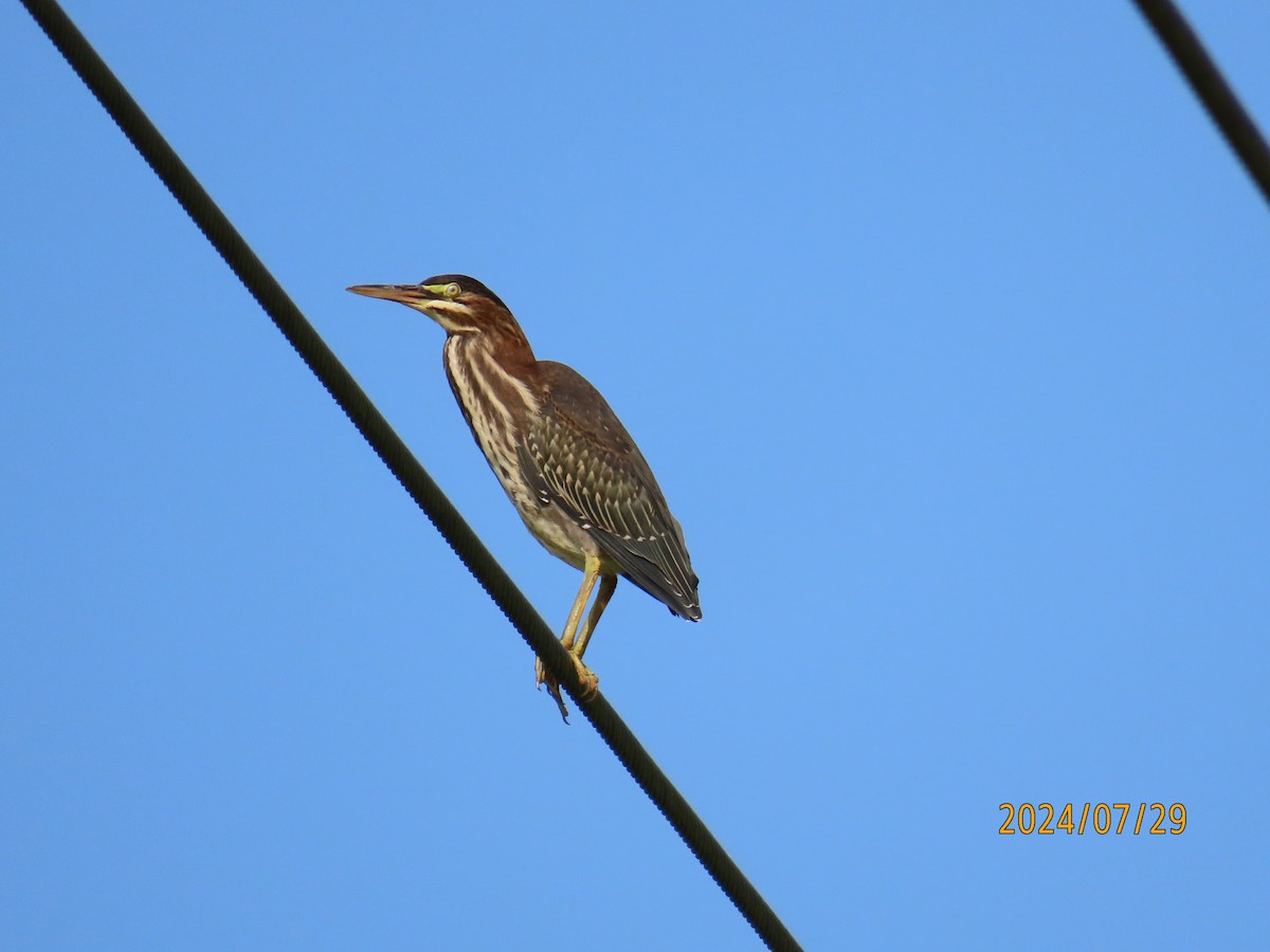 Green Heron - ML621972964