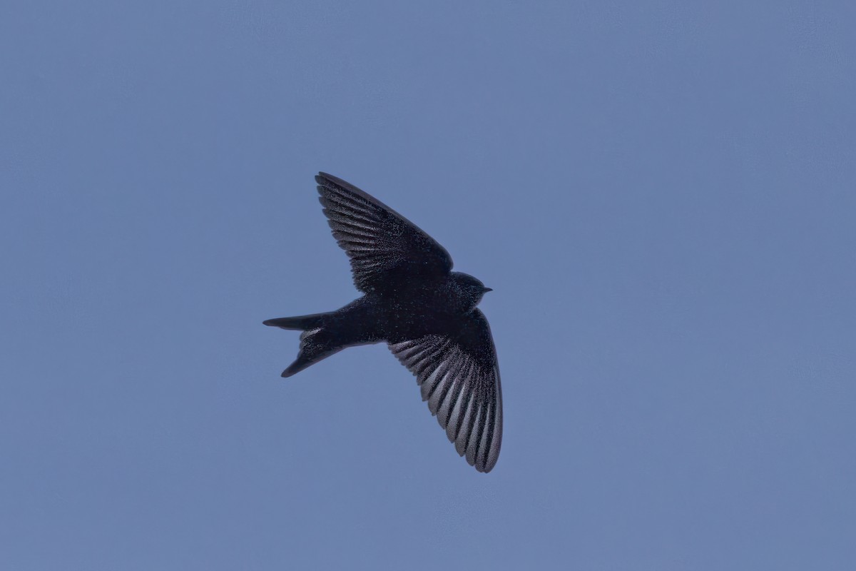 Brown-bellied Swallow - ML621973020