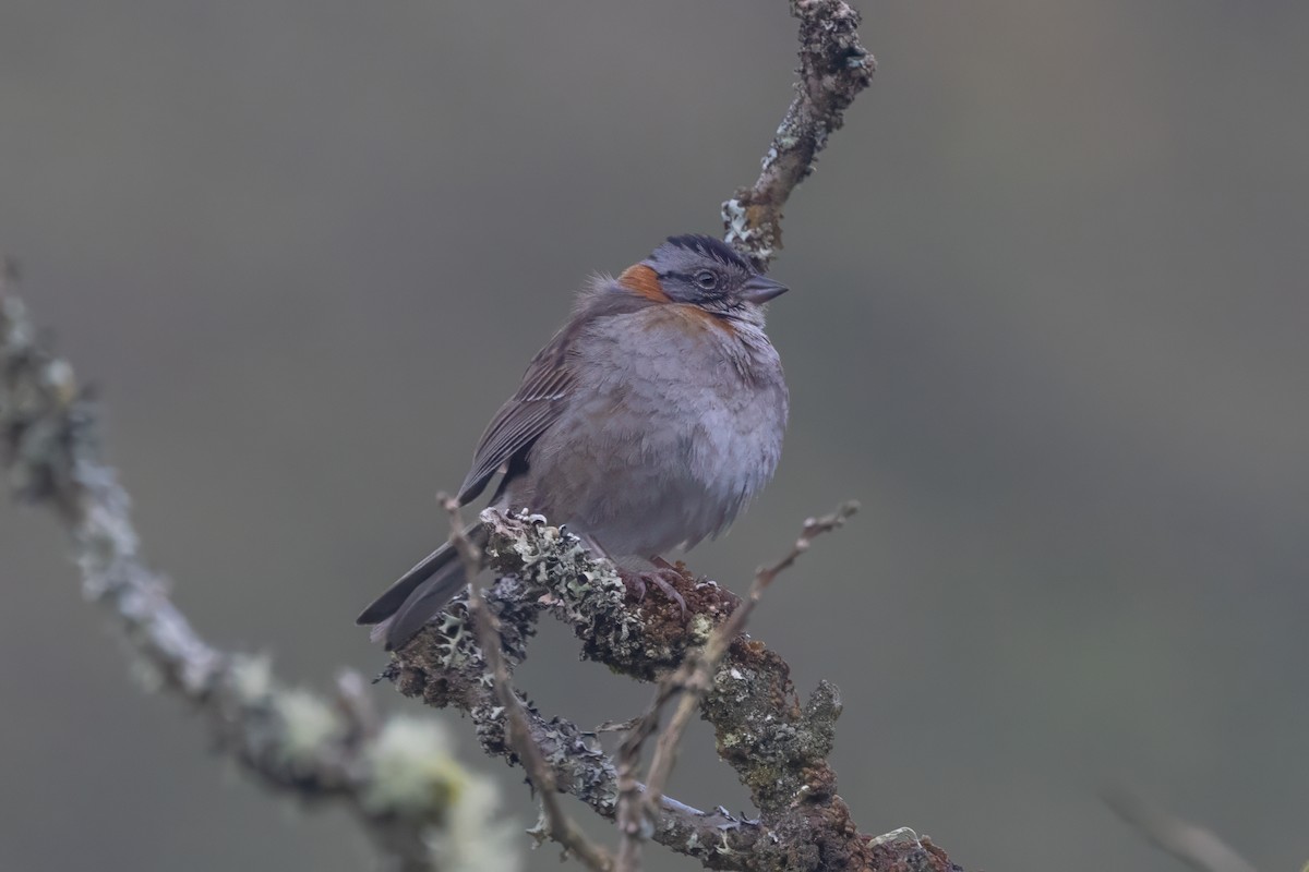 Rufous-collared Sparrow - ML621973032