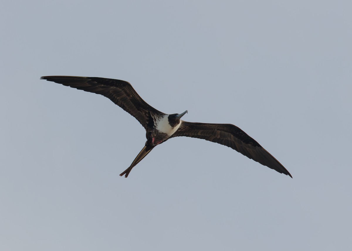 Magnificent Frigatebird - ML621973060