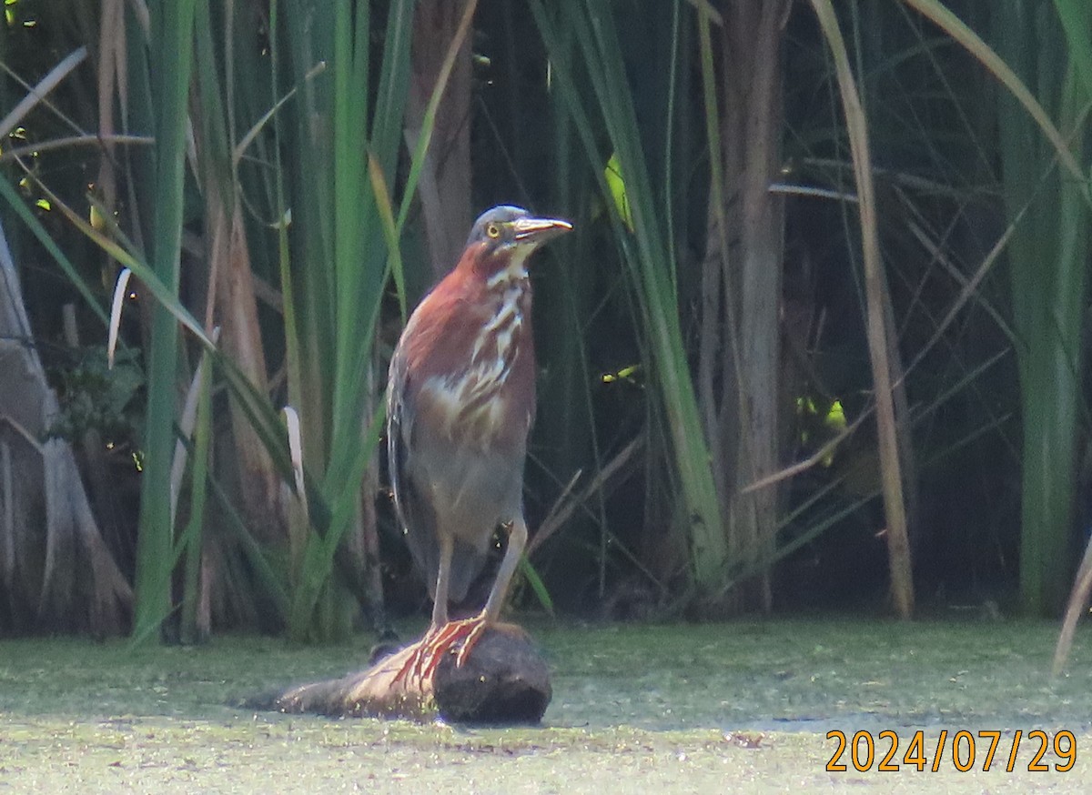 Green Heron - ML621973061