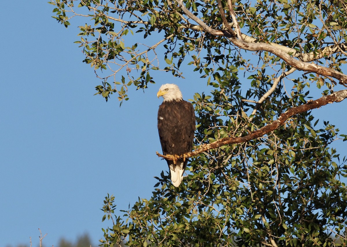 Bald Eagle - Ben Hulsey