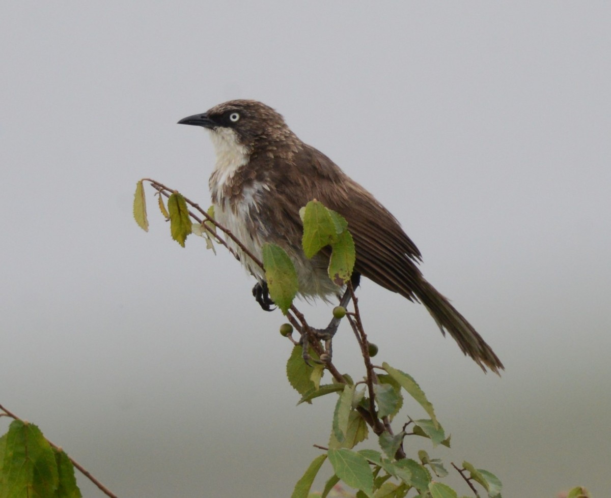 Northern Pied-Babbler - ML621973154