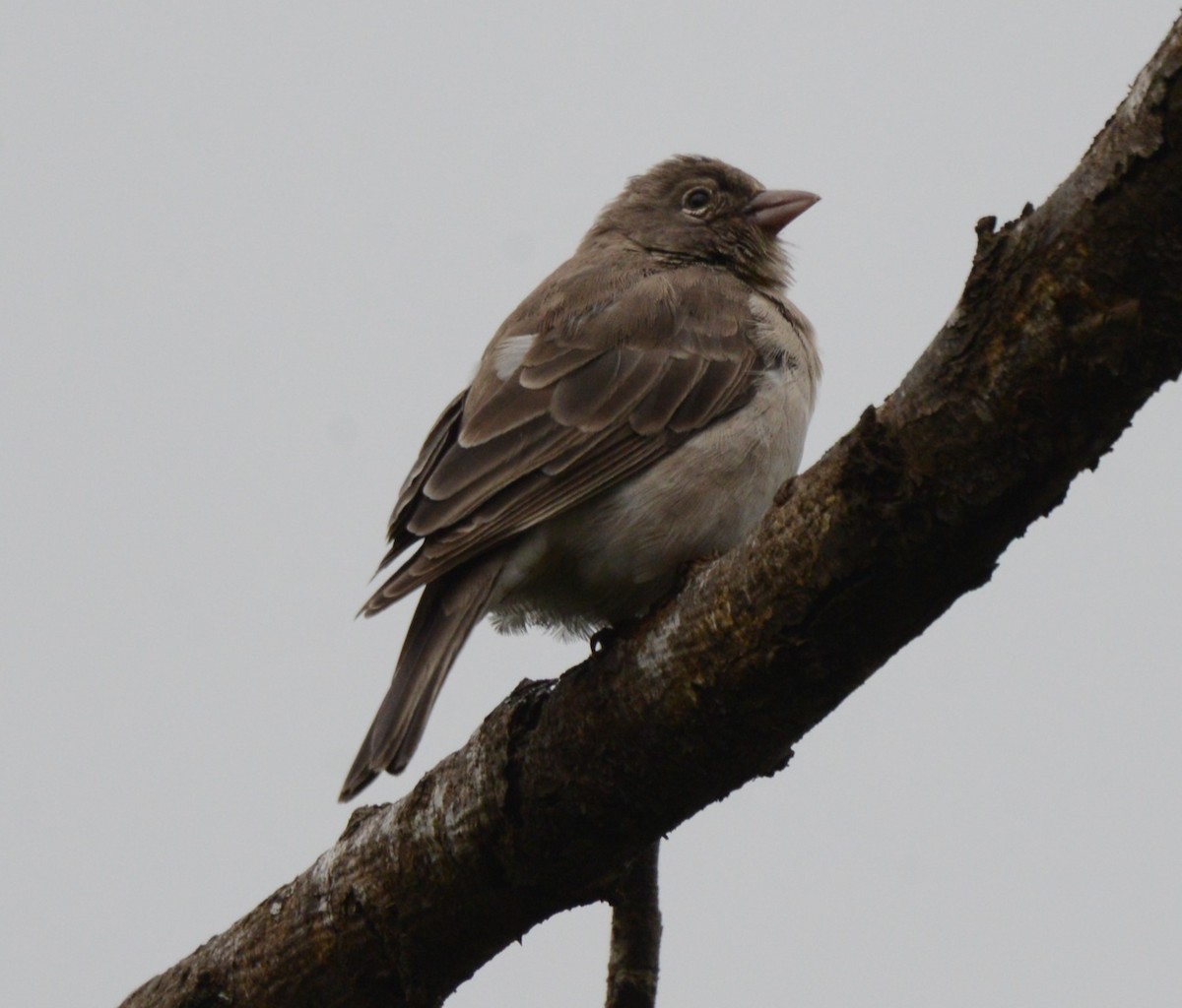 Yellow-spotted Bush Sparrow - ML621973226