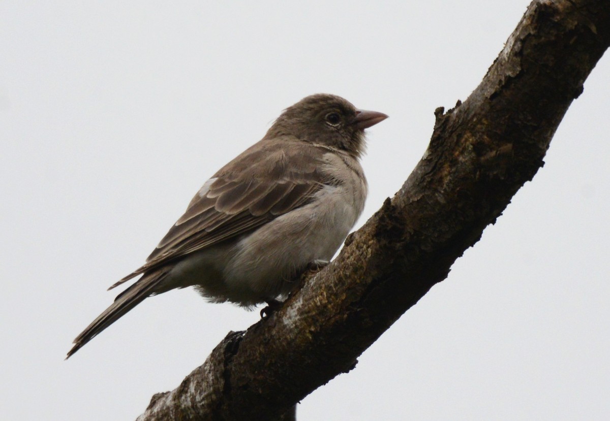 Yellow-spotted Bush Sparrow - ML621973227