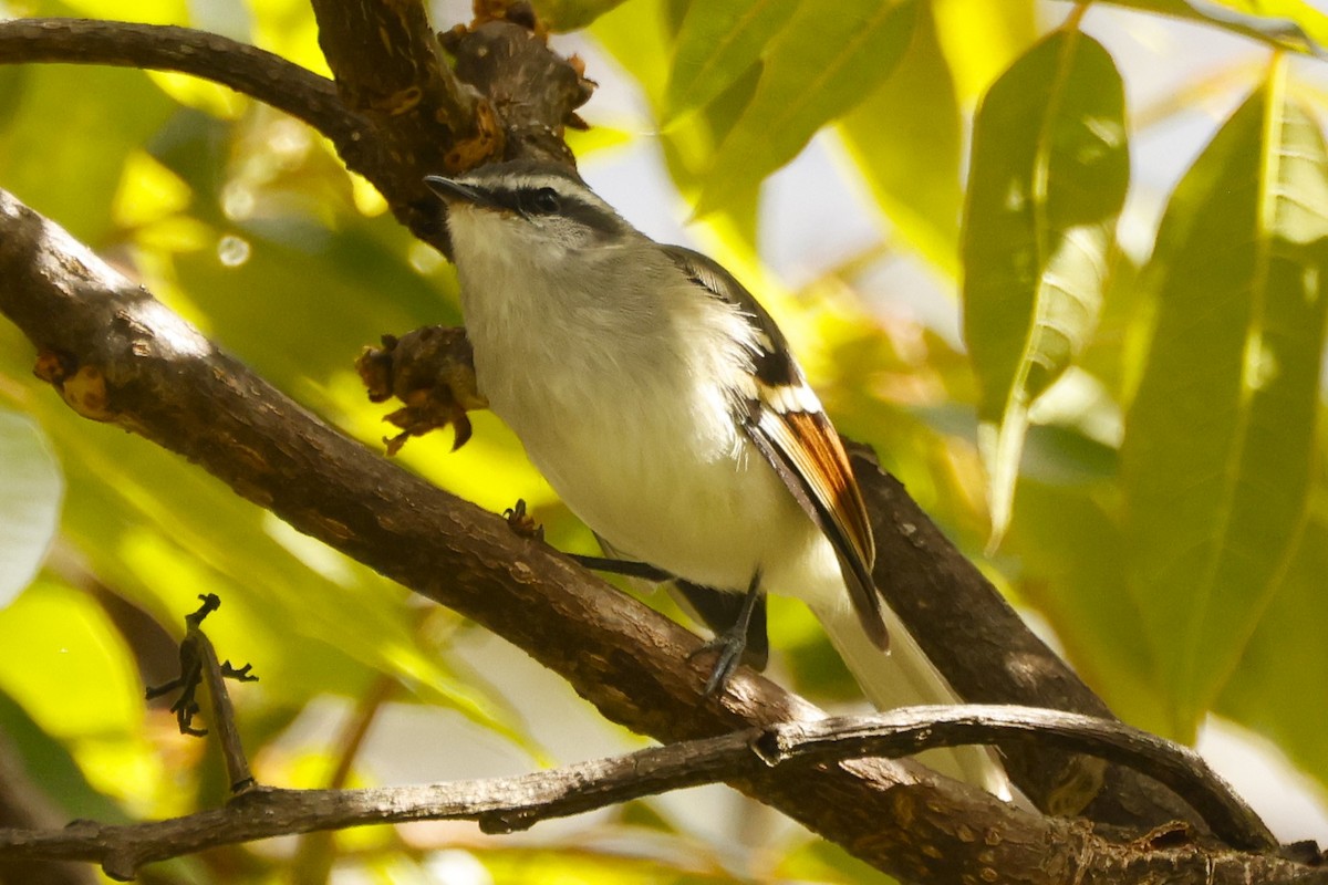 Rufous-winged Tyrannulet - ML621973310