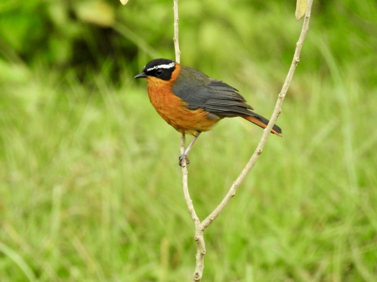 Rüppell's Robin-Chat - ML621973314