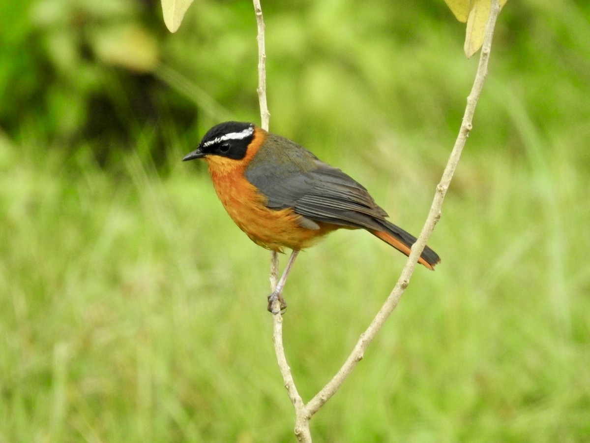 Rüppell's Robin-Chat - ML621973315