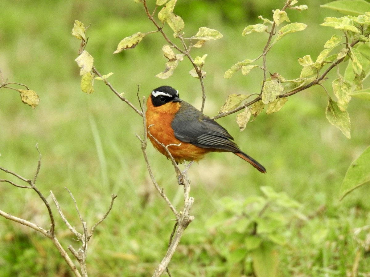 Rüppell's Robin-Chat - ML621973316