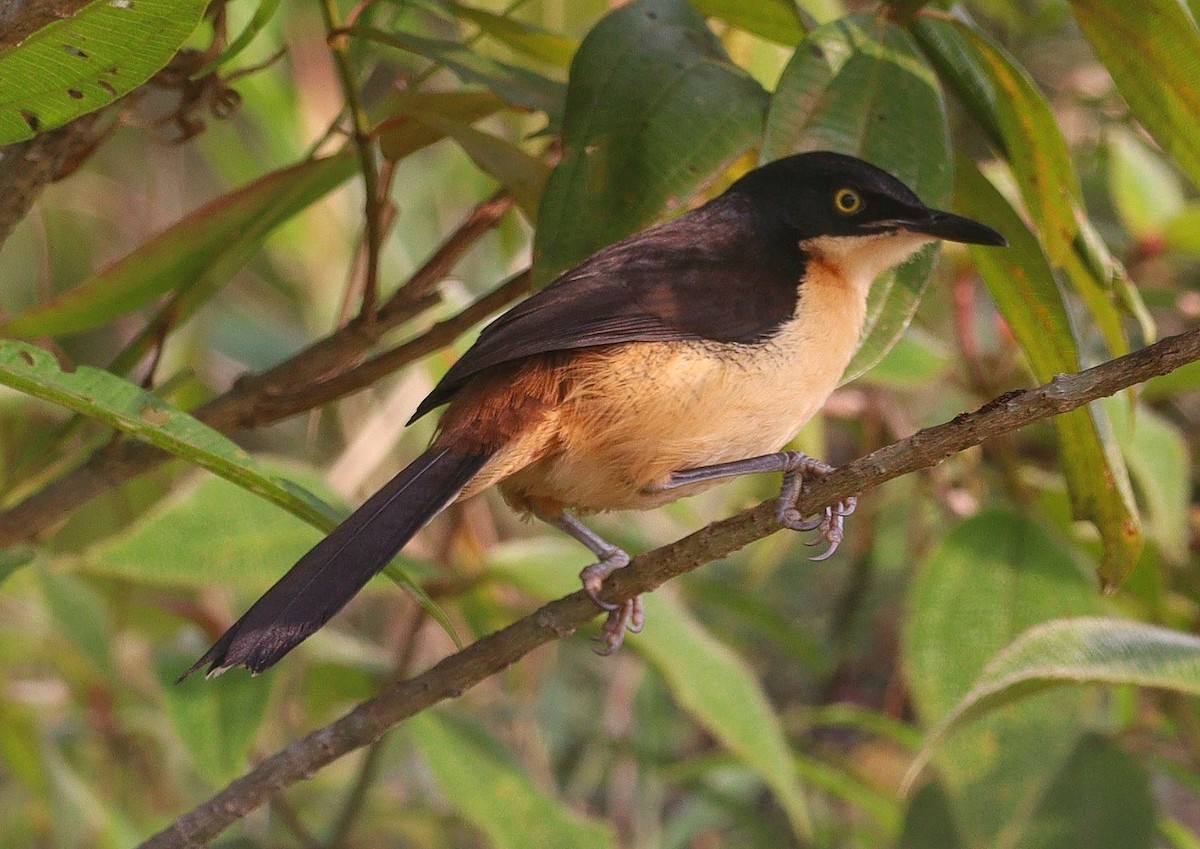 Black-capped Donacobius - ML621973343