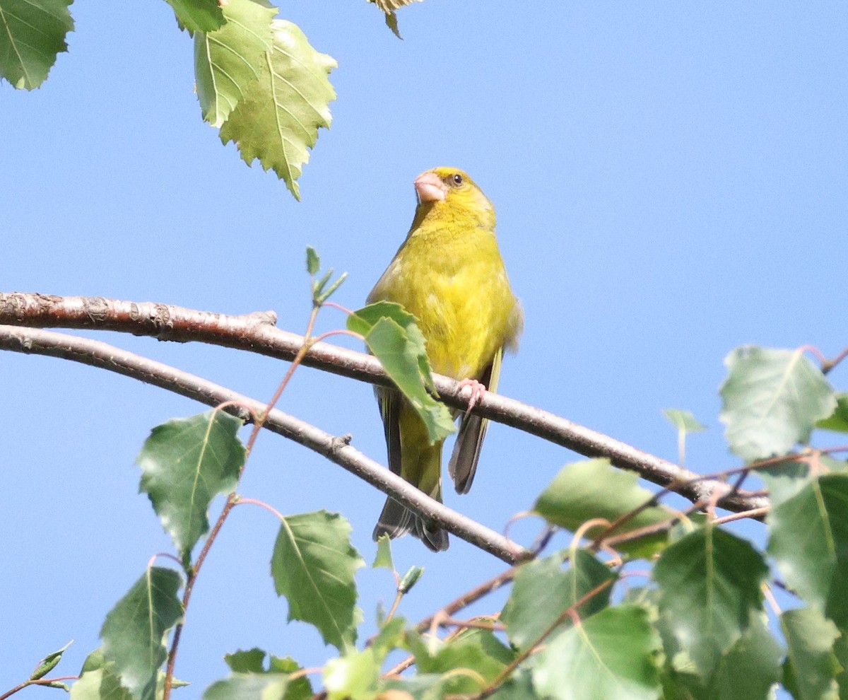 European Greenfinch - ML621973345